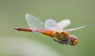 蜻蜓是怎么飞的（蜻蜓是怎么飞的 作文）