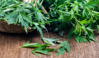 艾草一年能收割几次（艾草一年可以收割几次）