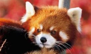 小熊猫是小浣熊吗 小熊猫是小浣熊吗