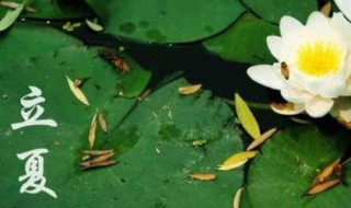 宁波立夏的风俗有哪些（宁波立春的民间风俗）