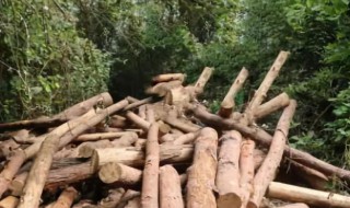 疫木是什么（疫木处理是什么）