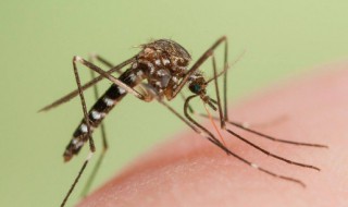 涨水蚊怎么处理 如何处理涨水蚊