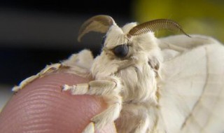 飞蛾种类 飞蛾种类哪些有毒