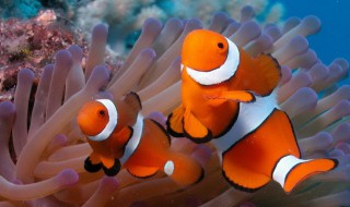 海里常见的鱼（海里常见的鱼图片）