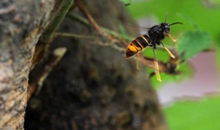 蜜蜂如何辨认回家的路（蜜蜂是怎样认路回家的）
