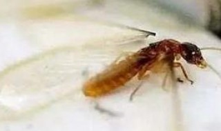 家里小飞虫从哪里来的（家里的小飞虫是哪里来的）