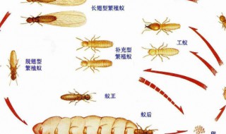 白蚁一般什么月份出来 白蚁一般什么月份出来,岀来几天