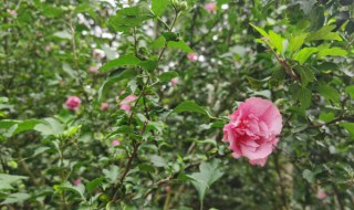 重瓣木槿花的养殖方法 重瓣木槿花怎么养