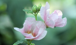 芙蓉花叶插方法 芙蓉花怎样扦插