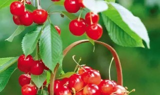 樱桃几月熟（樱桃几月熟透）