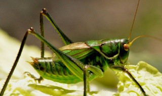 夏天常见的昆虫有哪些 夏天常见的昆虫有哪些种类