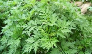 艾草熏蚊子的正确方法（艾草可以用来熏蚊子吗）