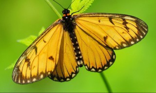 春天常见的昆虫5种（春天最常见的昆虫）