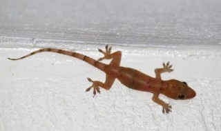 壁虎为什么会叫（壁虎为什么会叫?）