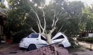 十一级风有多大威力（十一级风的威力有多大）