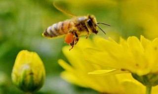 赶走蜜蜂的简便小妙招 蜜蜂最简单的驱赶方法