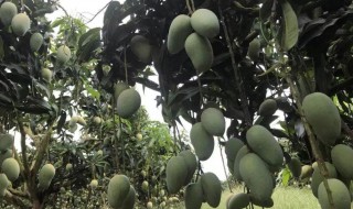 芒果怎样存放不容易坏（芒果怎么保存不会烂掉）