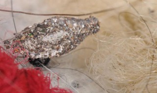 怎么消灭衣蛾 怎么消灭衣蛾的茧