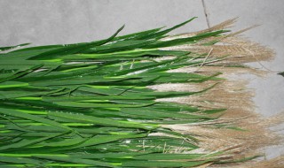 芦苇叶怎么保存（芦苇叶怎么保存放冷冻还是保鲜）