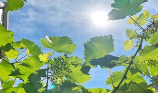 进入夏天的标准是什么 进入夏天的标准是什么样的