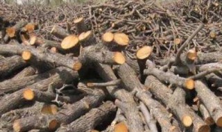 新砍的枣木棍怎样处理 新砍枣木怎么处理