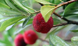 摘杨梅是几月份（摘杨梅是几月份的）