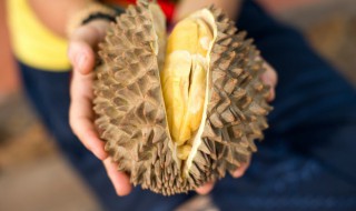 榴莲可以用吹风机催熟吗（榴莲可以用烤火器催熟吗）