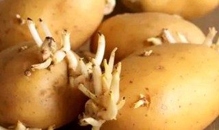 什么程度的土豆算发芽（什么程度的土豆算发芽成熟）