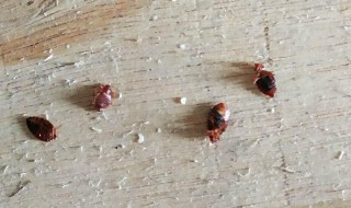 家里有臭虫怎么根除（如何根除家里的臭虫）