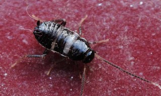 小黑虫是什么虫（青菜上的小黑虫是什么虫）