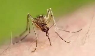 把蚊子关房间几天会死（把蚊子关房间几天会死掉）