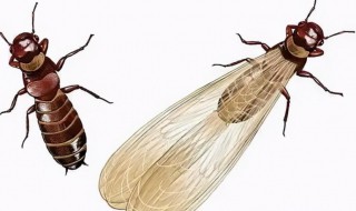 大水蚁出现是要下雨吗 大水蚁出现是要下雨吗为什么