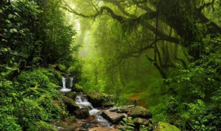 热带雨林有什么水果 热带雨林有什么水果可以吃