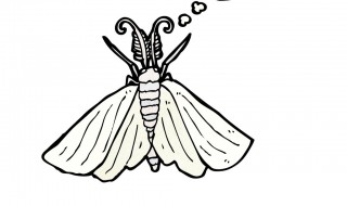 蚕蛾的行为特征有哪些 蚕蛾的行为特征有哪些图片