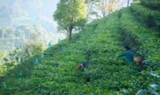 易武茶特点 易武茶特点简洁明了