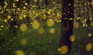 萤火虫除了照明还能干什么（萤火虫除了照明还能干什么一年级）