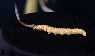 怎样辨别虫草的真假与质量（怎样辨认虫草的真假）