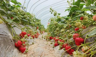 草莓的生长习性（草莓的生长特征）