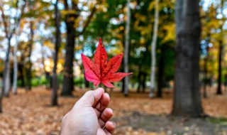 秋天的动物有哪些（秋天的动物在干嘛）