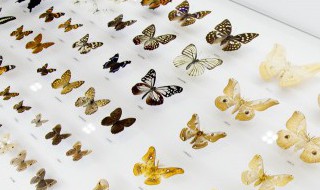 毛毛虫怎么变成蝴蝶（毛毛虫怎么变成蝴蝶?）