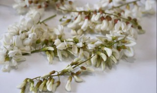 槐花怎样长期保鲜（槐花如何保鲜时间长）