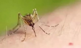 蚊香液是把蚊子熏死了还是熏跑了 蚊香液会把蚊子熏死吗