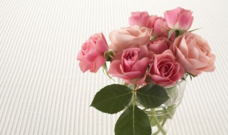 新鲜玫瑰花瓣如何利用（玫瑰花瓣巧利用）