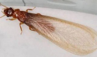 夏天家里的小飞虫是哪里来的