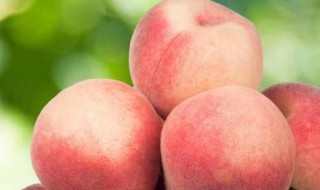 几月份吃桃子 桃子几月能吃