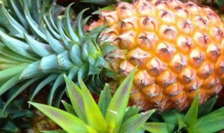 菠萝上的白色花状东西（菠萝里有白色像花状的东西还能吃吗）