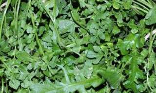 春季蔬菜有哪些 春季蔬菜有哪些?