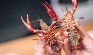 小龙虾怎么区分公母（小龙虾怎么区分公母图解）