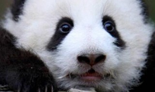 熊猫有几个品种 熊猫有几个品种图片