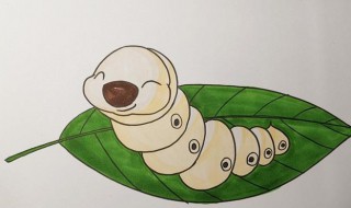 怎样辨别蚕的公母（怎么能分辨蚕的公母?）